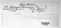 Melampsora euphorbiae image
